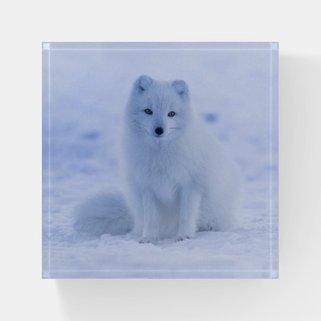Beautiful Iceland Arctic Fox Resting in the Snow Paperweight (Front)