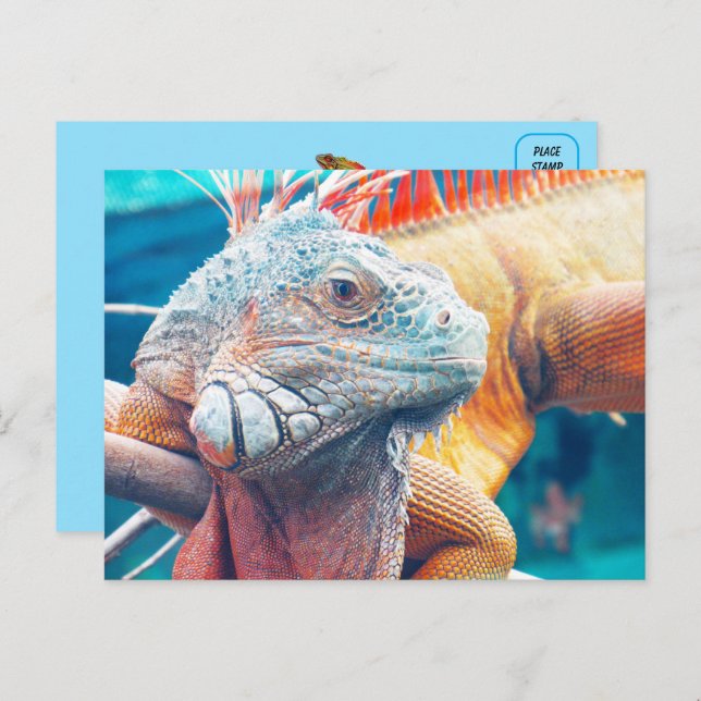 Beautiful iguana Postcard (Front/Back)