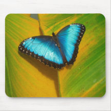 Beautiful Iridescent Butterfly