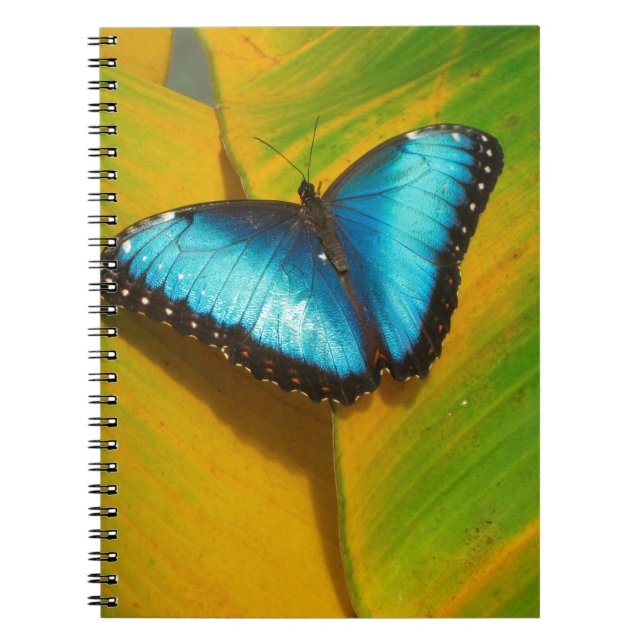 Beautiful Iridescent Butterfly Notebook (Front)