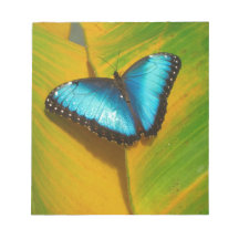 Beautiful Iridescent Butterfly