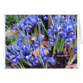 BEAUTIFUL IRIS (Front Horizontal)