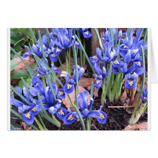 BEAUTIFUL IRIS (Front Horizontal)