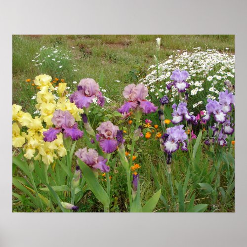 Beautiful Iris Irises Flower Garden Poster