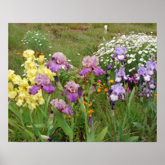 Beautiful Iris Irises Flower Garden Poster (Front)