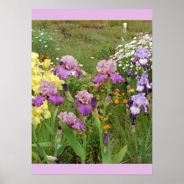 Beautiful Iris Irises Flower Garden Poster (Front)