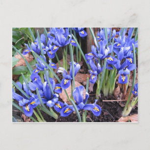 BEAUTIFUL IRIS POSTCARD