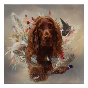 Beautiful Irish Red Setter Poster