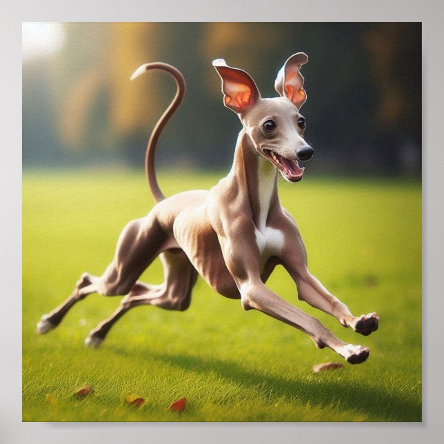 Beautiful Italian Greyhound running on the grass Poster (Front)