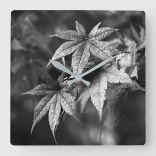 Beautiful Japanese Maple Leaf Portrait in B/W Square Wall Clock