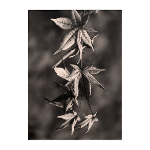 Beautiful Japanese Maple Leaf Portrait Sepia Acrylic Print
