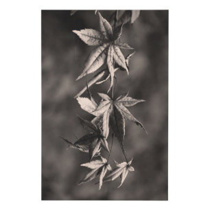 Beautiful Japanese Maple Leaf Portrait Sepia Faux Canvas Print