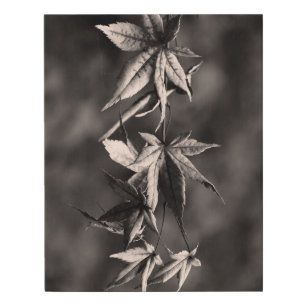 Beautiful Japanese Maple Leaf Portrait Sepia Faux Canvas Print