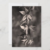 Beautiful Japanese Maple Leaf Portrait Sepia