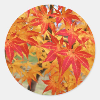 beautiful japanese maple tree in fall classic round sticker