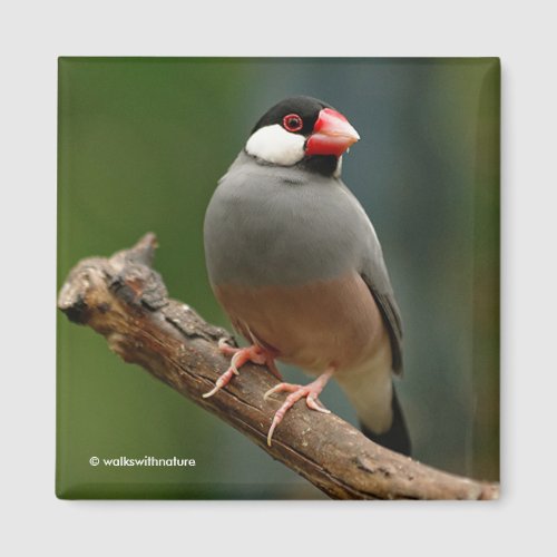 Beautiful Java Finch Songbird Magnet