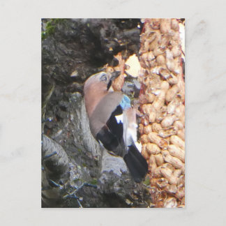 Beautiful Jay on Peanuts DIY Postcard