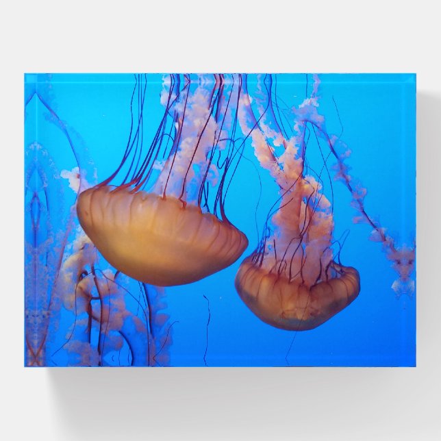 Beautiful Jellyfish Paperweight (Front)