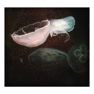 Beautiful Jellyfish Photo Print
