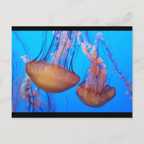 Beautiful Jellyfish Postcard