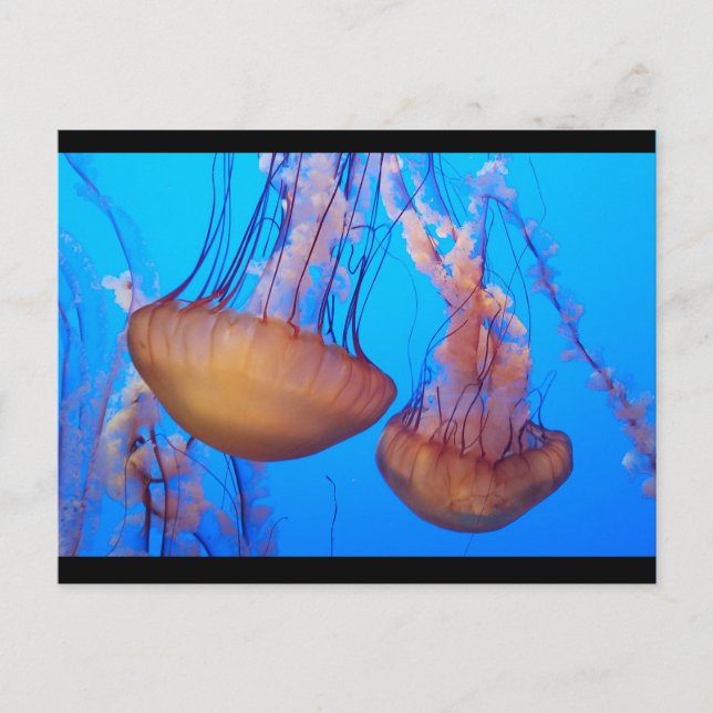 Beautiful Jellyfish Postcard (Front)