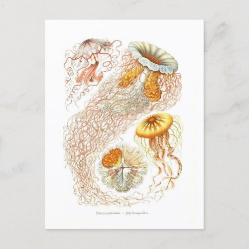 Beautiful Jellyfish Postcard