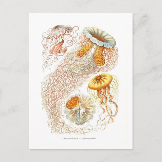 Beautiful Jellyfish Postcard (Front)