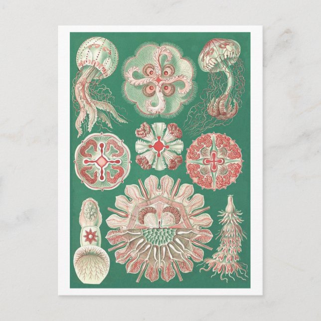 Beautiful Jellyfish Postcard (Front)