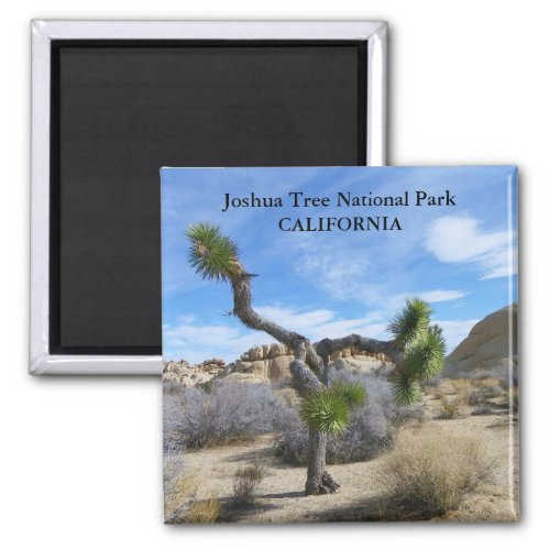 Beautiful Joshua Tree Magnet Magnet