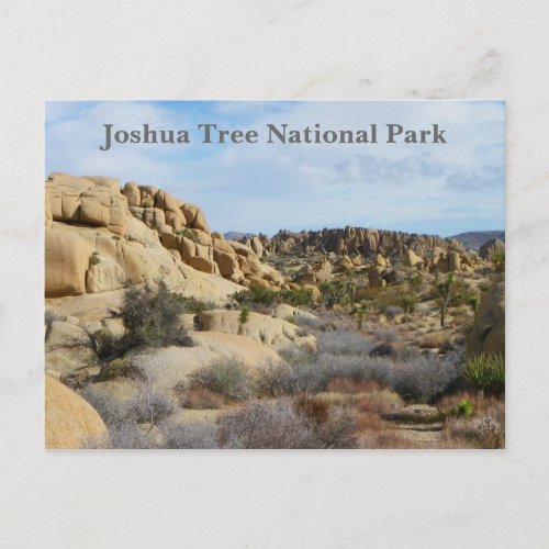 Beautiful Joshua Tree Postcard Postcard