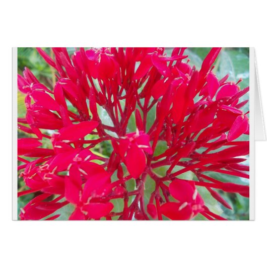 Beautiful Kaleidoscope of Colorful Red Milkweed (Front Horizontal)