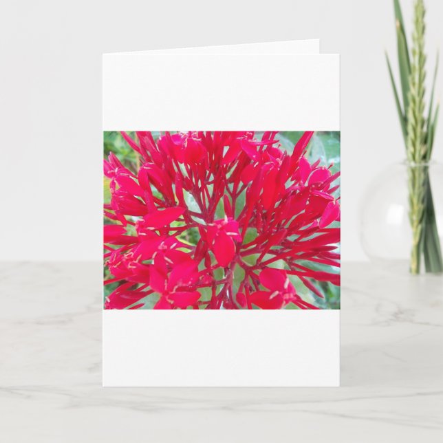 Beautiful Kaleidoscope of Colorful Red Milkweed  Card (Front)