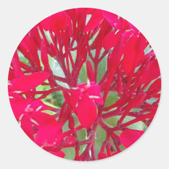 Beautiful Kaleidoscope of Colorful Red Milkweed  Classic Round Sticker (Front)