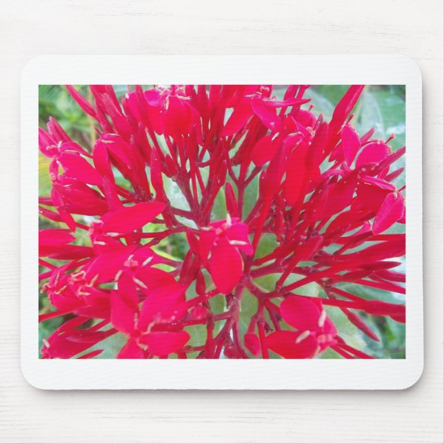 Beautiful Kaleidoscope of Colorful Red Milkweed  Mouse Pad (Front)