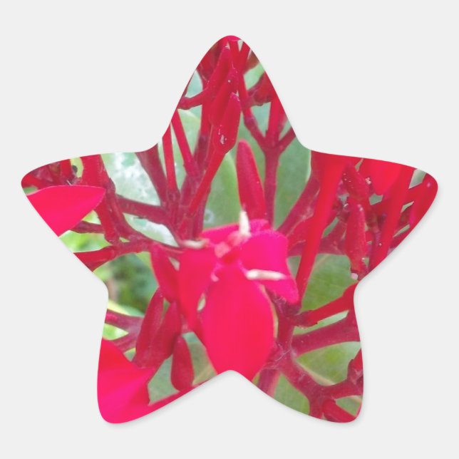 Beautiful Kaleidoscope of Colorful Red Milkweed  Star Sticker (Front)