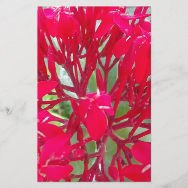 Beautiful Kaleidoscope of Colorful Red Milkweed  Stationery (Front)