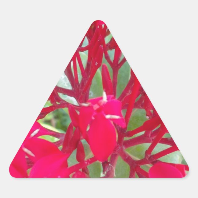 Beautiful Kaleidoscope of Colorful Red Milkweed  Triangle Sticker (Front)