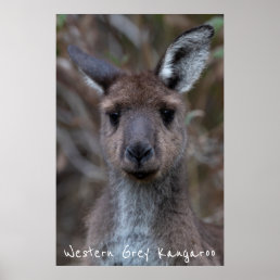Beautiful Kangaroo Close Up Portrait Poster