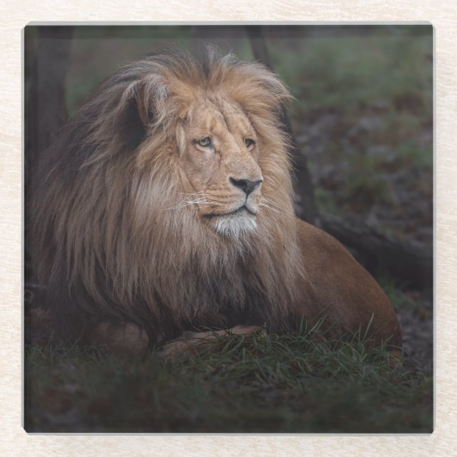 Beautiful Katanga Lion Glass Coaster (Front)