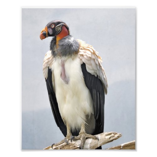 Beautiful King Vulture Photo Print