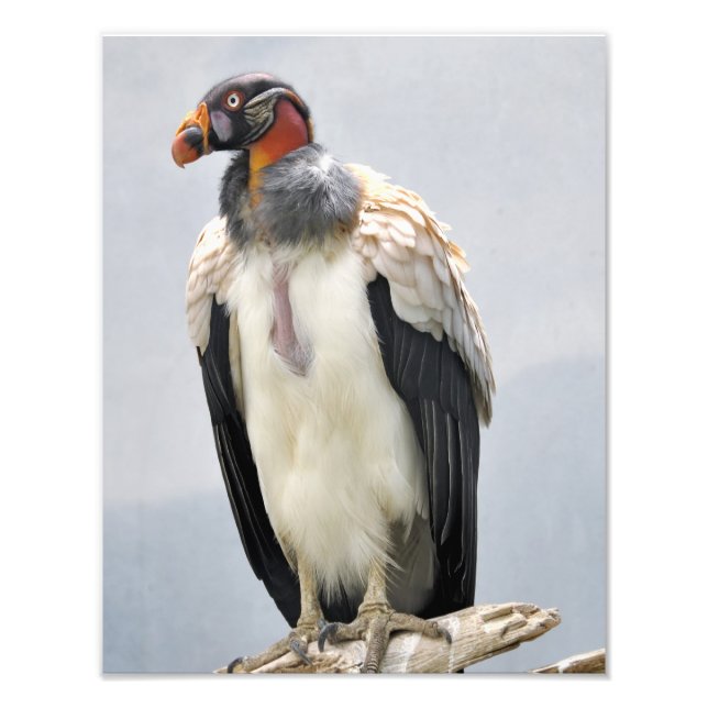 Beautiful King Vulture Photo Print (Front)