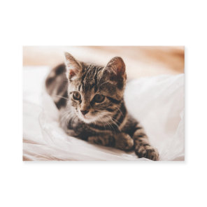 Beautiful Kitten Business Card