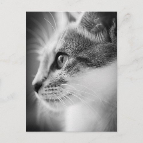 Beautiful Kitten Postcard