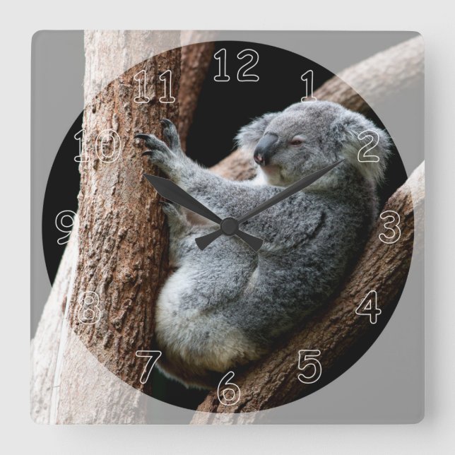 Beautiful Koala Bear in a Tree Square Wall Clock (Front)