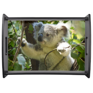 Beautiful Koala Bear in the Trees Serving Tray