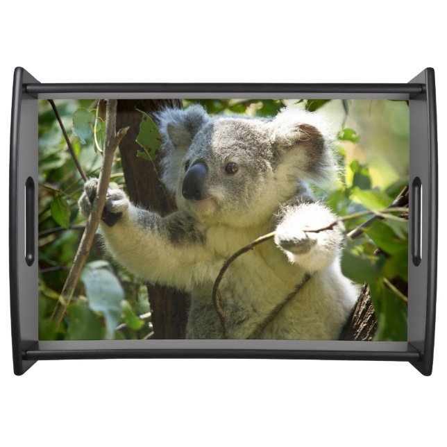 Beautiful Koala Bear in the Trees Serving Tray (Front)