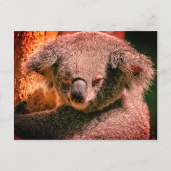 Beautiful Koala Postcard by ARTBRASIL at Zazzle