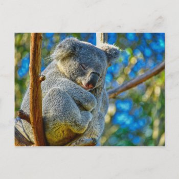 Beautiful Koala Postcard by ARTBRASIL at Zazzle