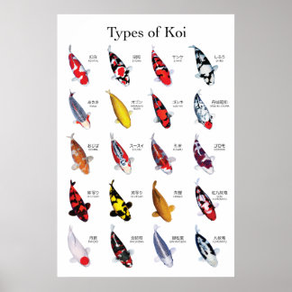 Beautiful Koi Carp Varieties Poster