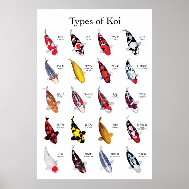 Beautiful Koi Carp Varieties Poster (Front)